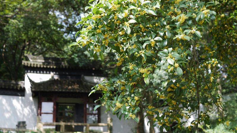 摇钱树的养殖方法和注意事项有哪些