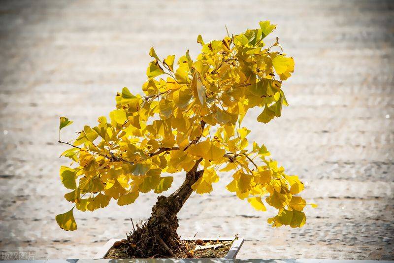 摇钱树的养殖方法和注意事项有哪些