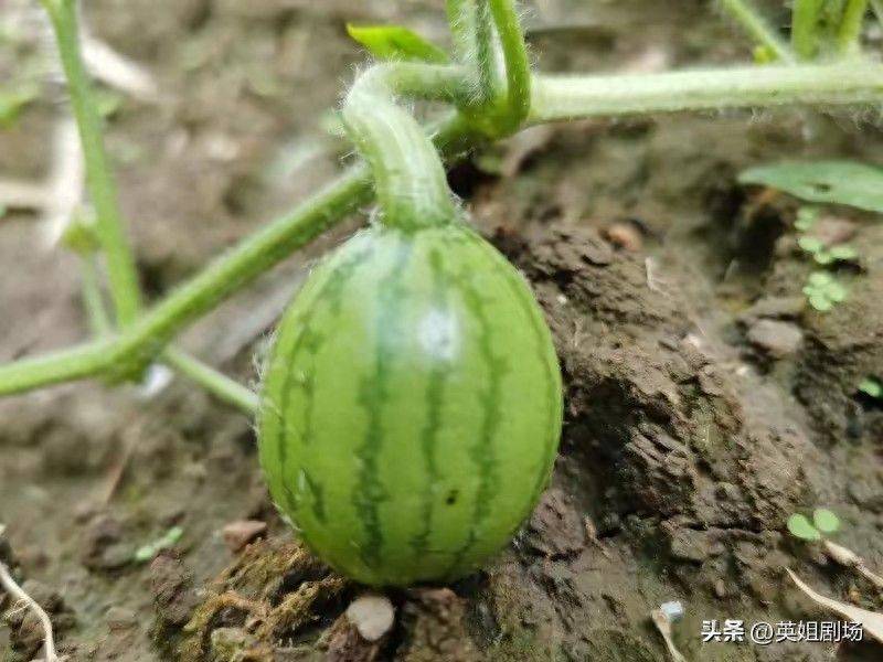小拱棚西瓜种植技术视频