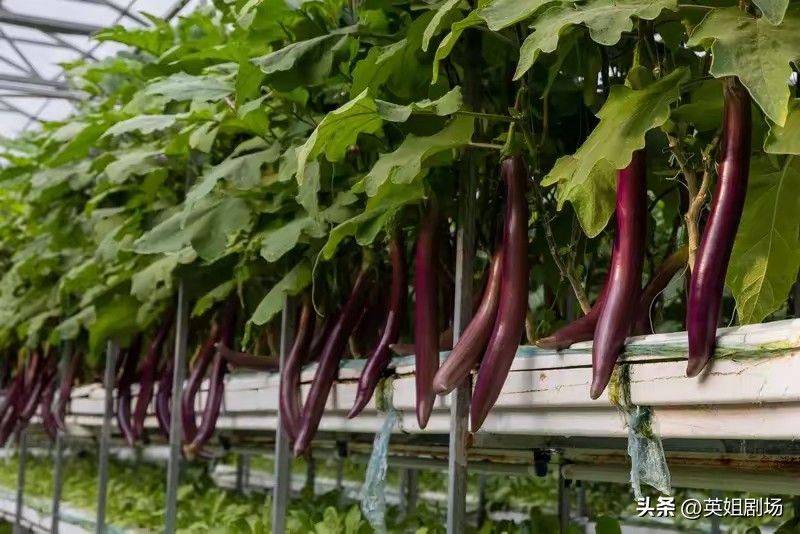 小拱棚西瓜种植技术视频