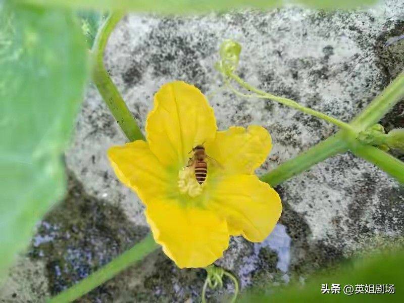 小拱棚西瓜种植技术视频