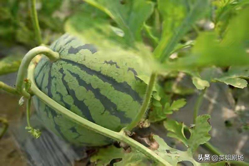 小拱棚西瓜种植技术视频