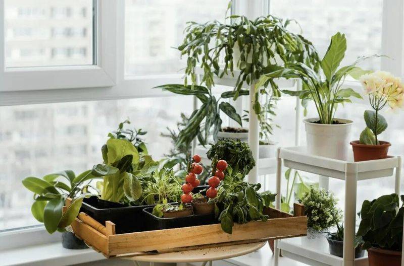 阳台无架豆角种植技术