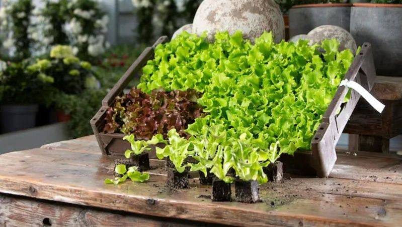 阳台无架豆角种植技术