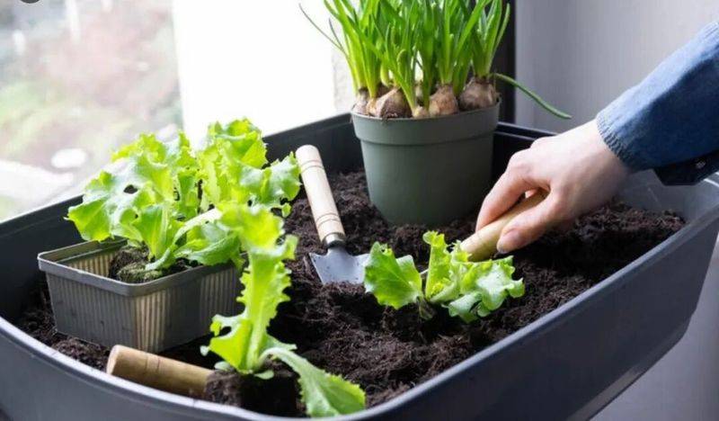 阳台无架豆角种植技术