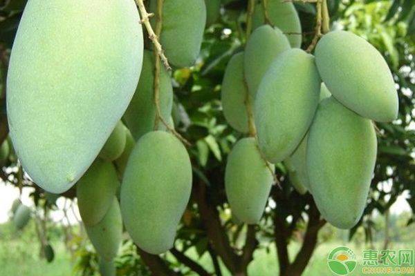 芒果盆栽种植方法图片