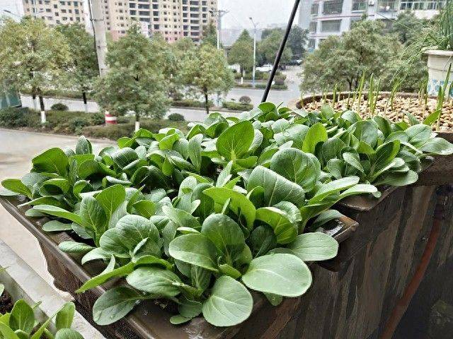 阳台无架豆角种植技术