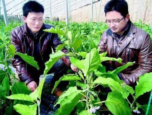 田七盆栽的种植方法