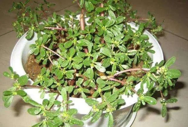 田七盆栽的种植方法