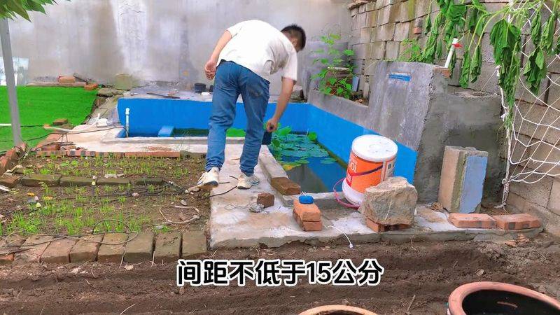 小温候菠菜种植技术