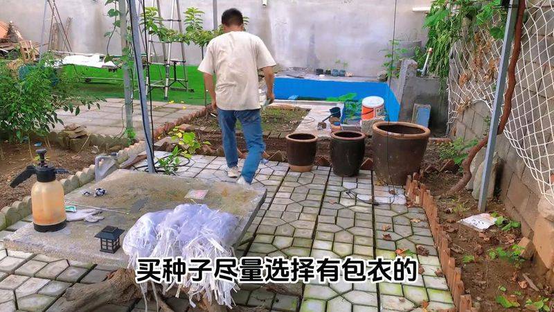 小温候菠菜种植技术