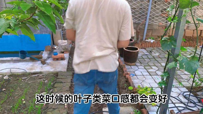 小温候菠菜种植技术