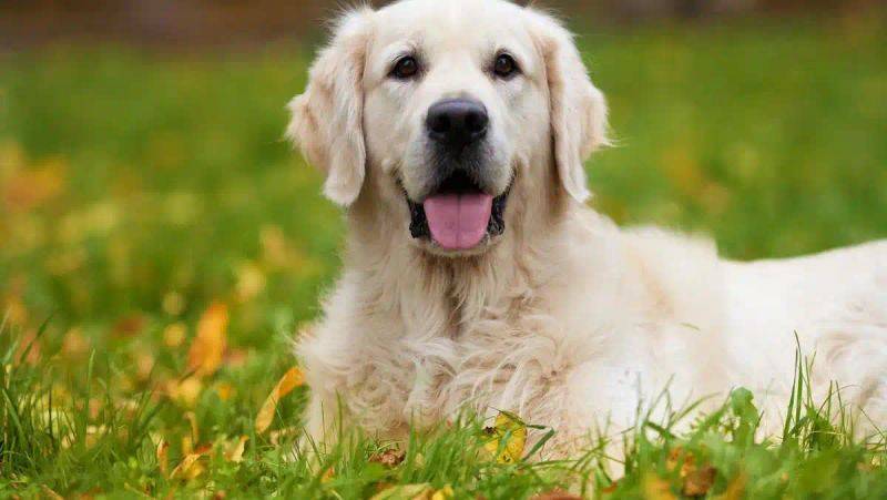 纯种金毛犬有哪些特征？纯种金毛犬的价格是多少？