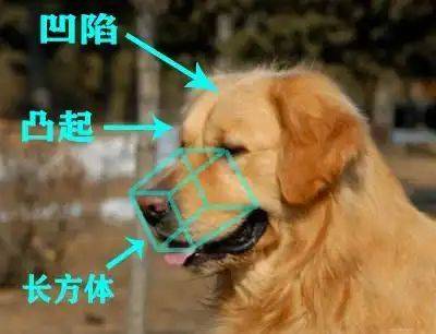 How much is a golden dog