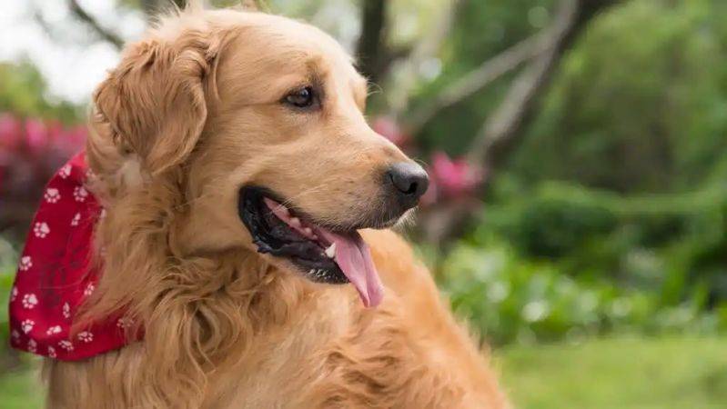 How much is a golden dog