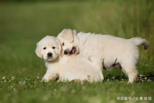 How much is a golden dog
