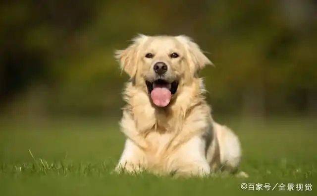 How much is a golden dog