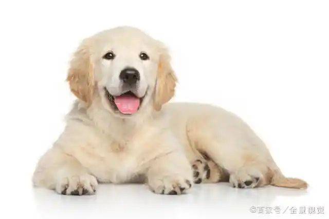 How much is a golden dog