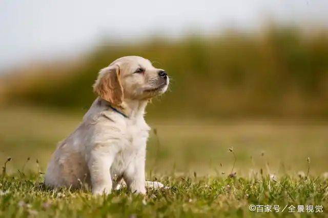 How much is a golden dog
