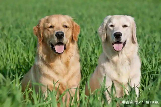 How much is a golden dog