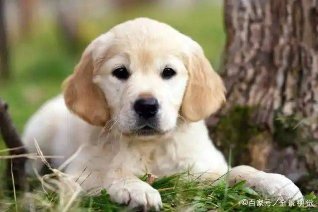 How much is a golden dog