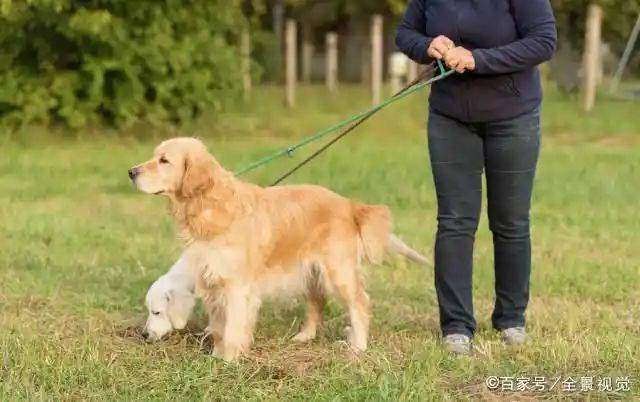 How much is a golden dog