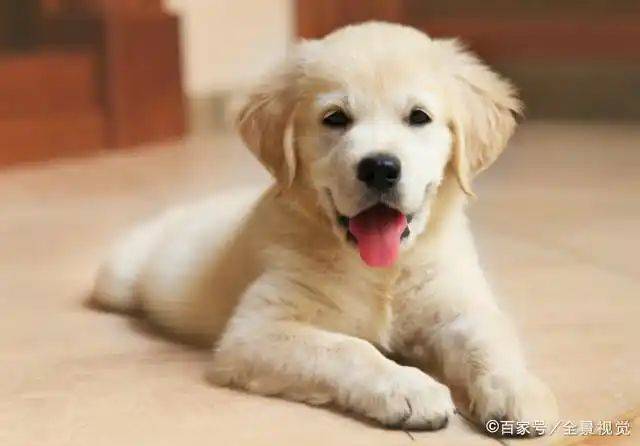 How much is a golden dog