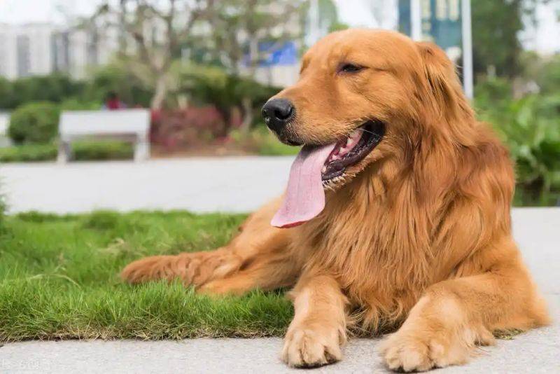 How much is a golden dog