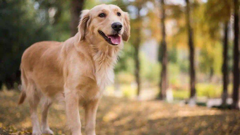 How much is a golden dog