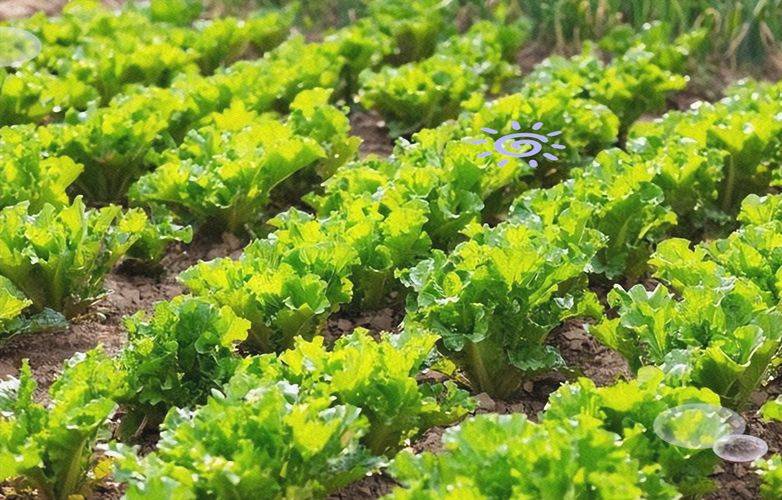 大棚莲藕种植技术视频