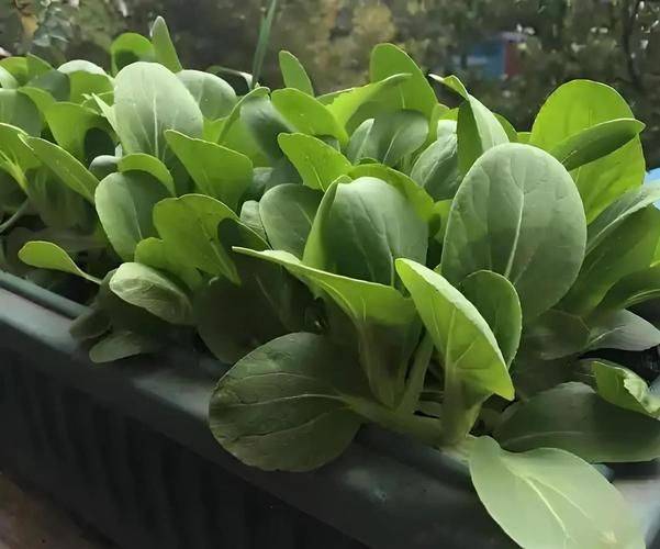大棚莲藕种植技术视频