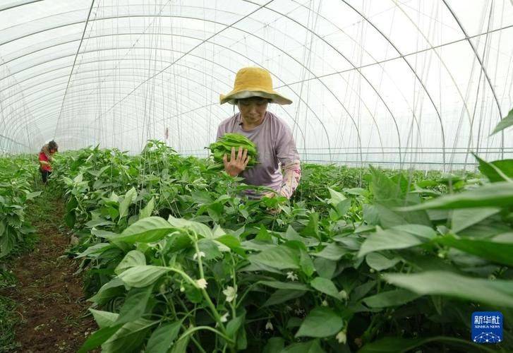 大棚莲藕种植技术视频