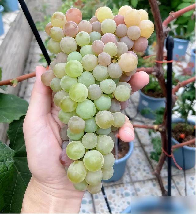 The method of planting the raisins on the balcony