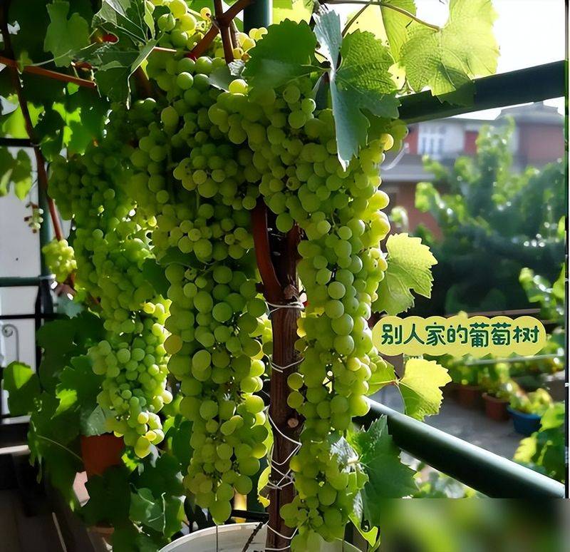 The method of planting the raisins on the balcony