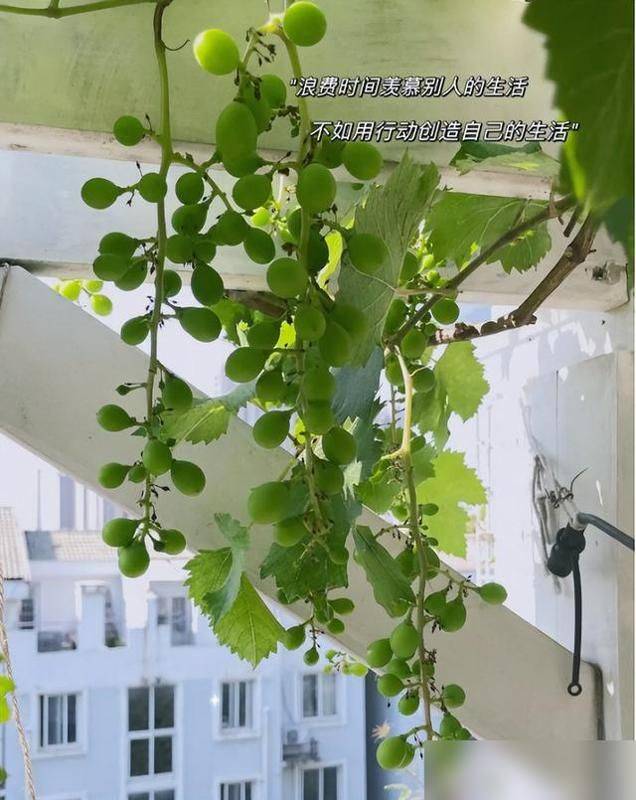 The method of planting the raisins on the balcony