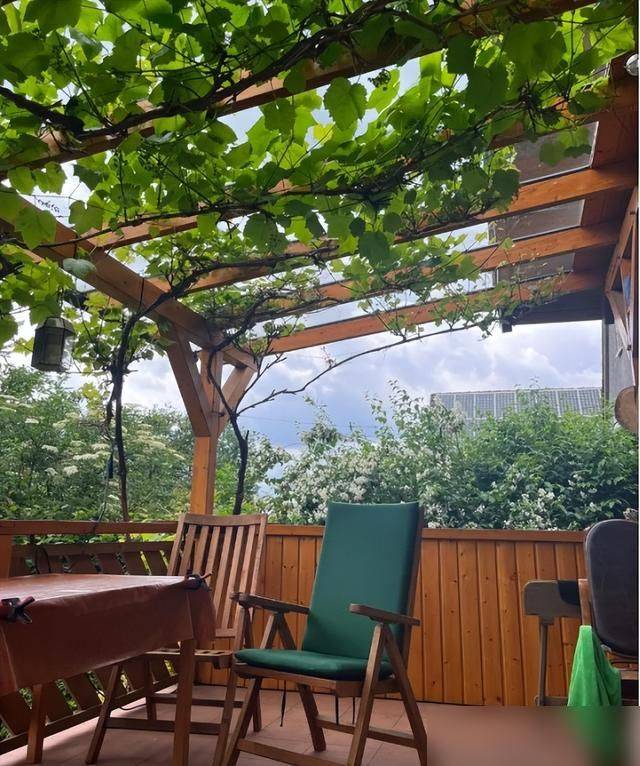 The method of planting the raisins on the balcony