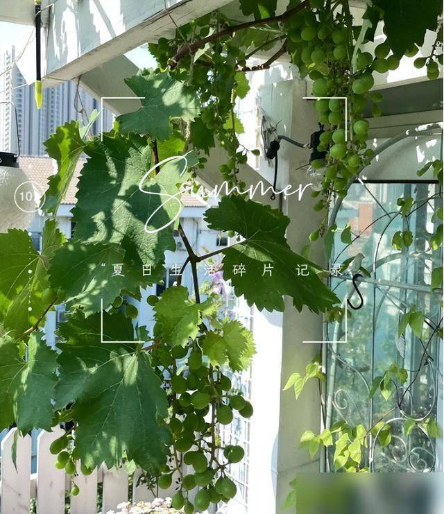 The method of planting the raisins on the balcony