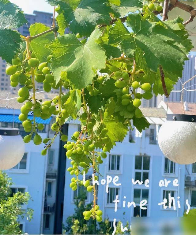 The method of planting the raisins on the balcony