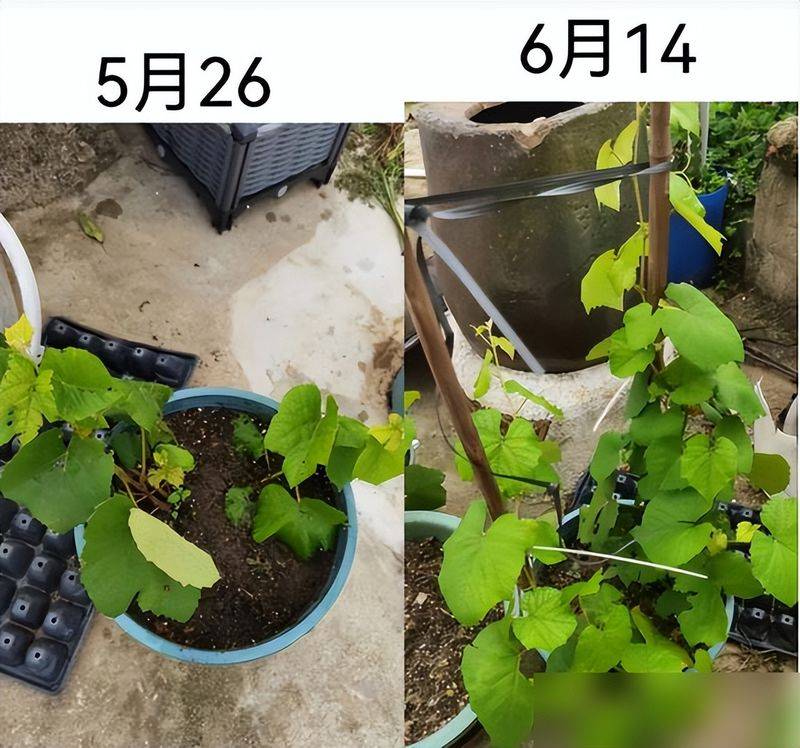 The method of planting the raisins on the balcony