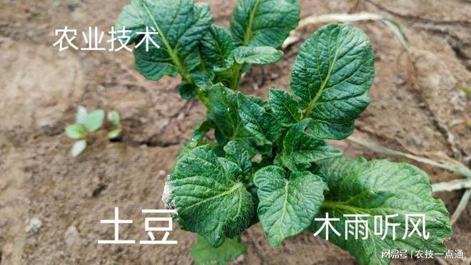 土豆种植方法