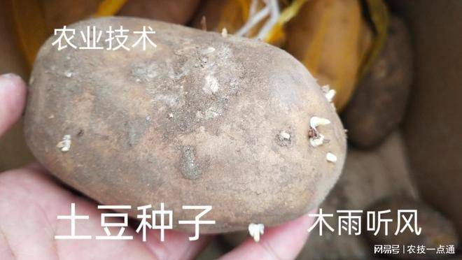 土豆种植方法