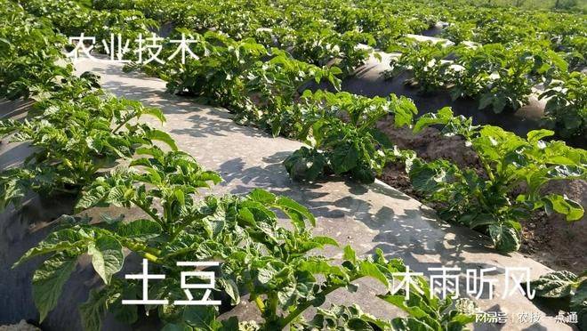 土豆种植方法