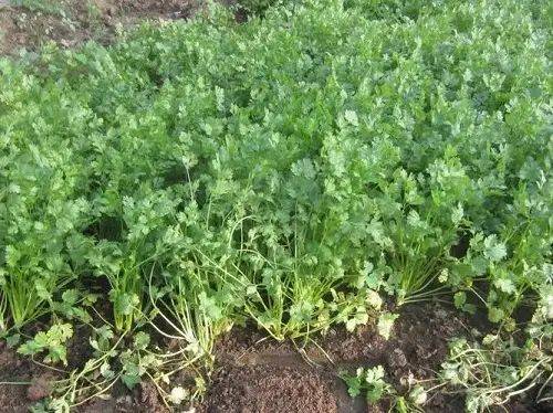 夏季香菜的种植技术