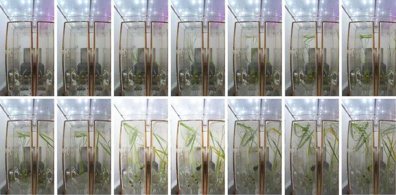 水稻的种植方法