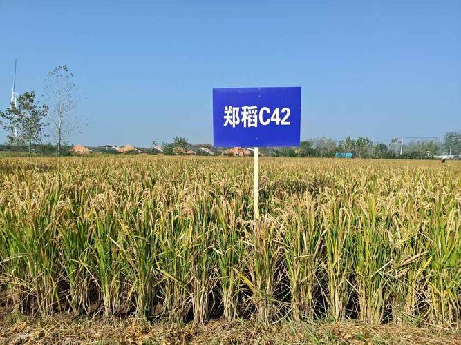 水稻的种植方法