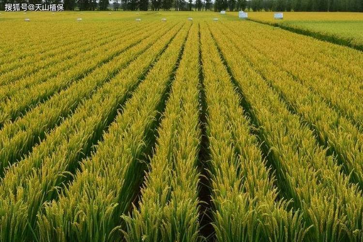 水稻的种植方法