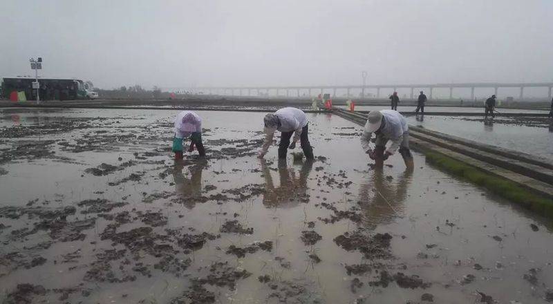 水稻的种植方法
