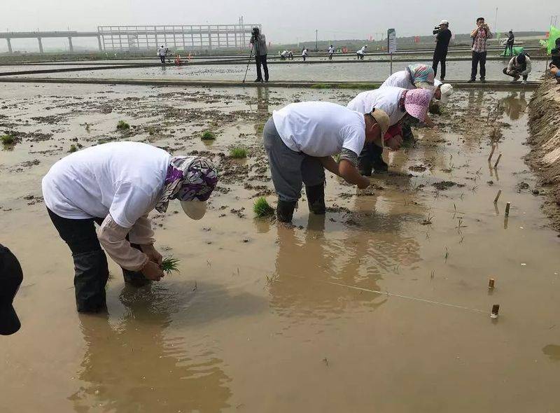 水稻的种植方法