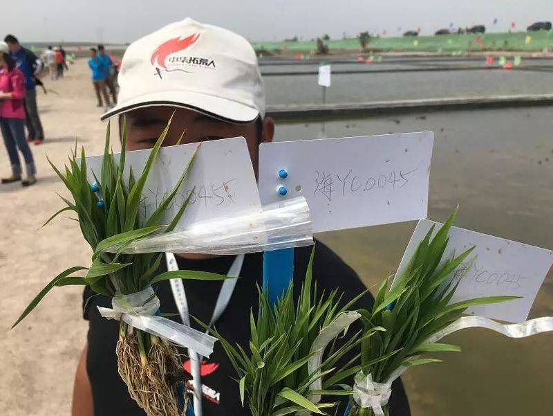 水稻的种植方法