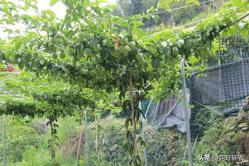 The method of planting the raisins on the balcony